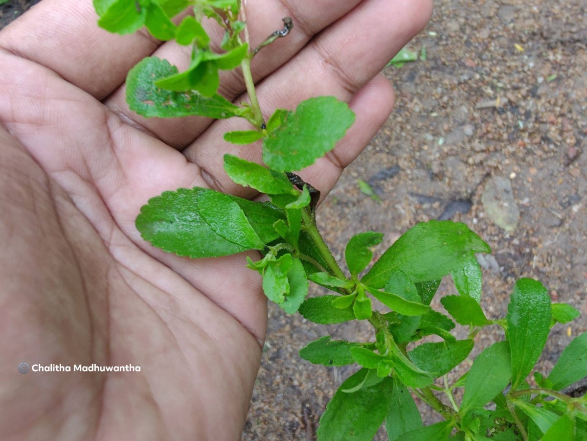 Stevia rebaudiana (Bertoni) Bertoni